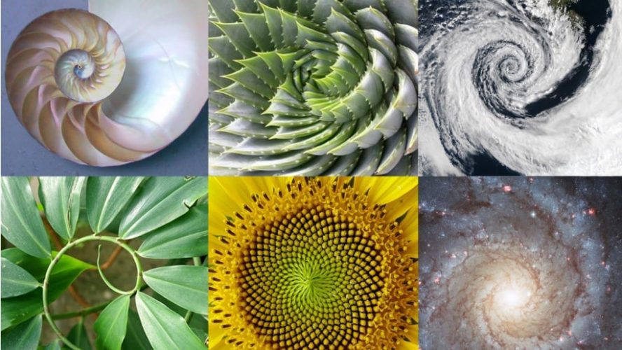 proporcau-aurea-na-natureza